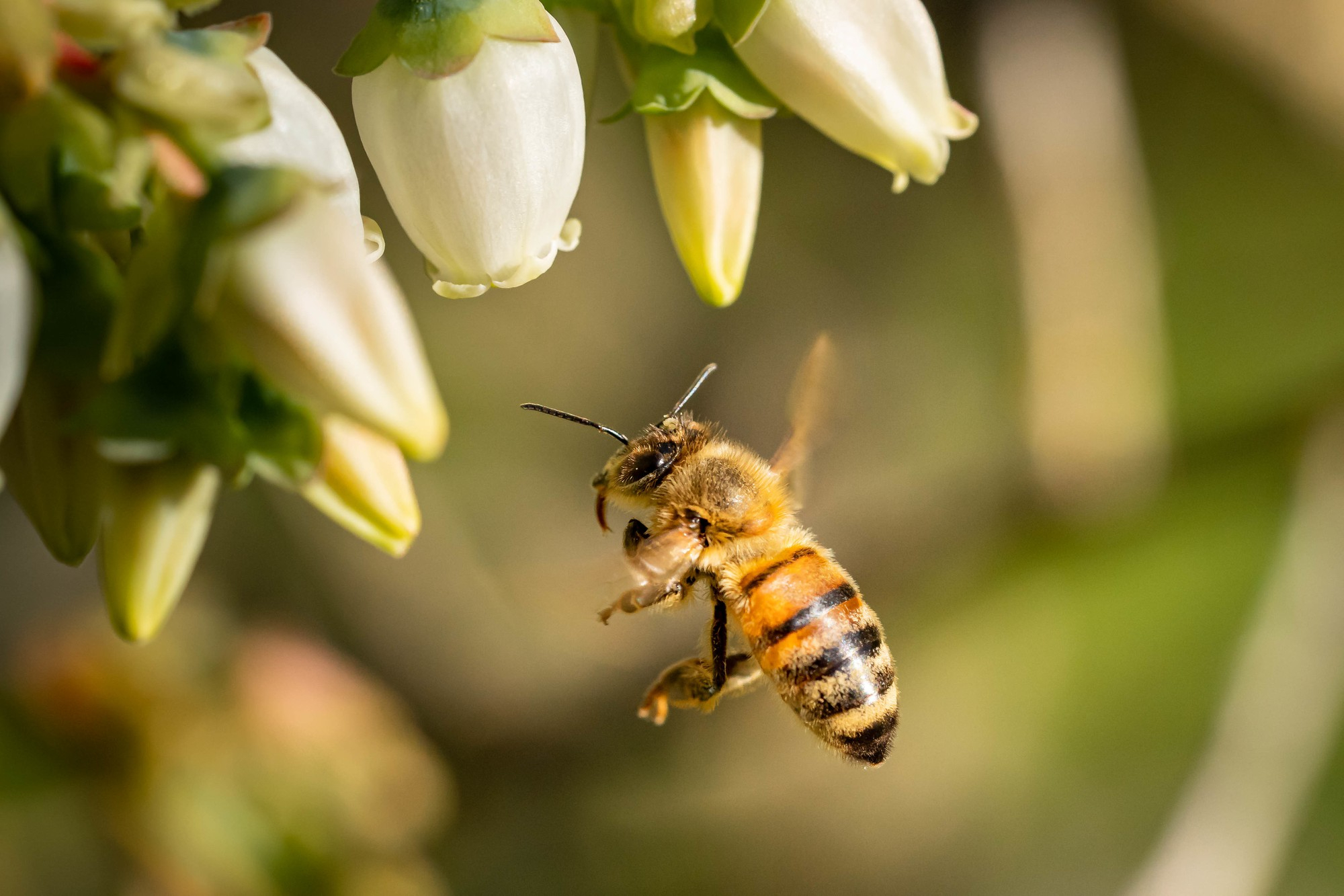 Scheda Campo – Officinali